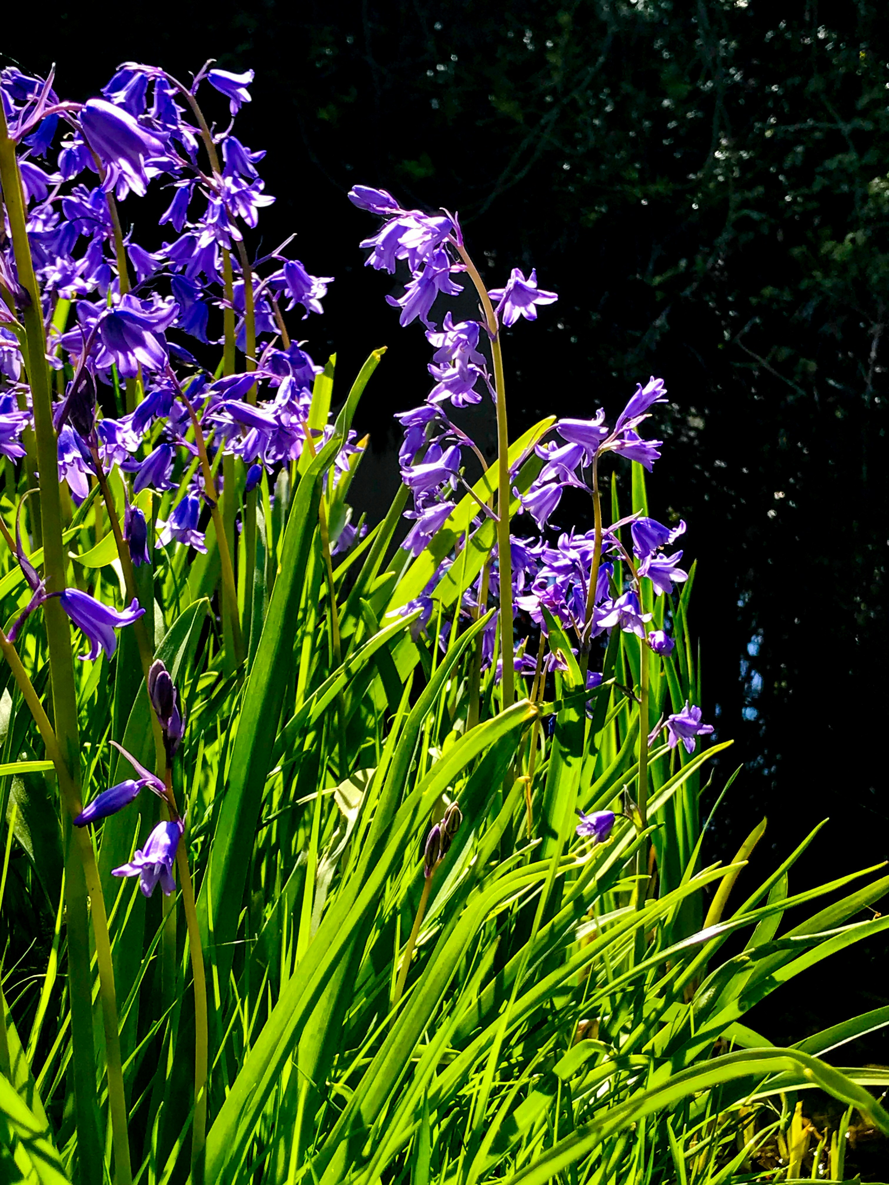 Purple Flowers On Green Grass Photo Free England Image On Unsplash