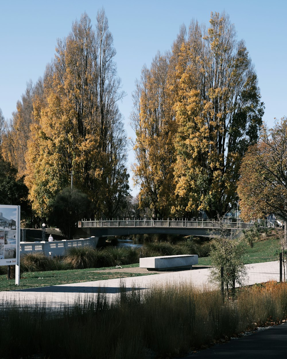 green trees near body of water during daytime