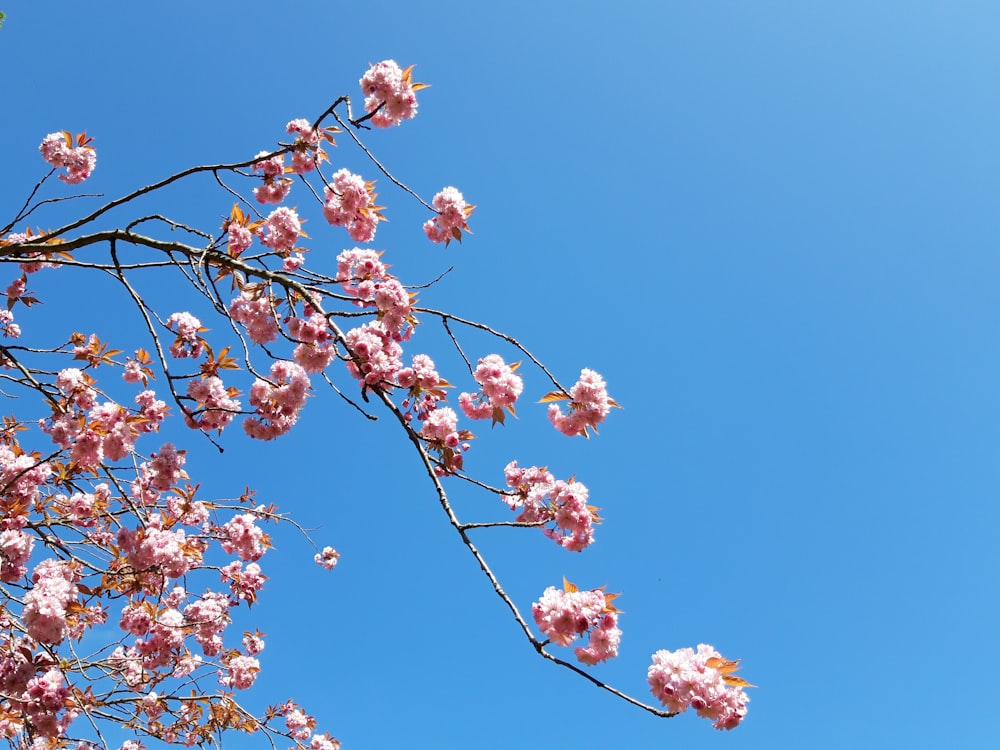 flor de cerezo rosa bajo el cielo azul durante el día