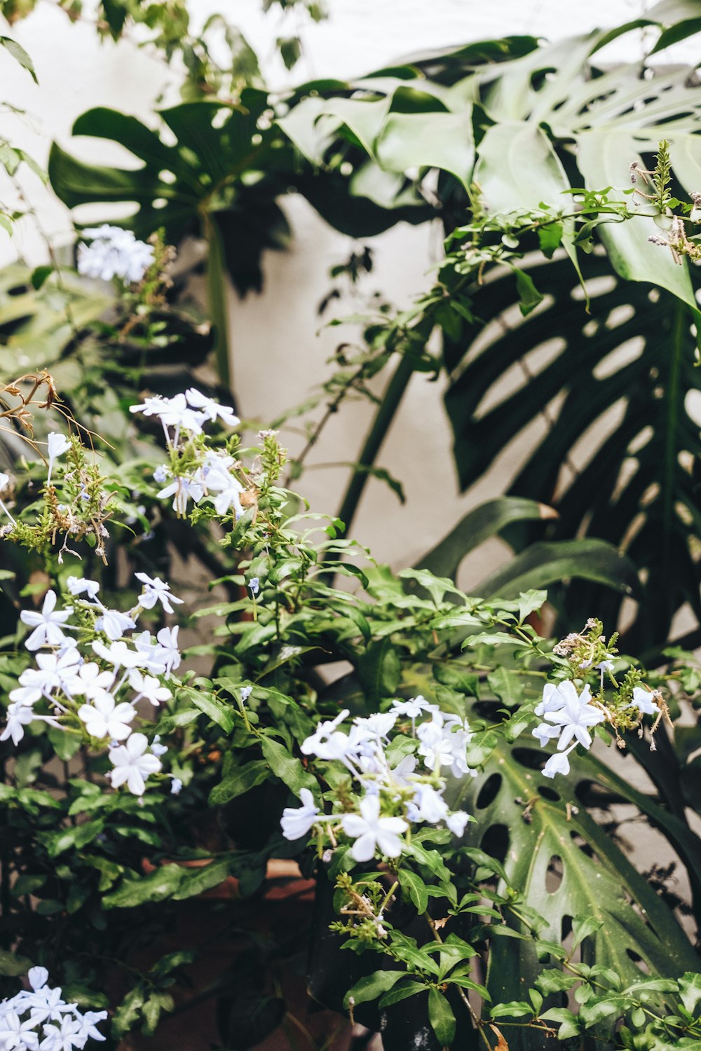 white flowers with green leaves