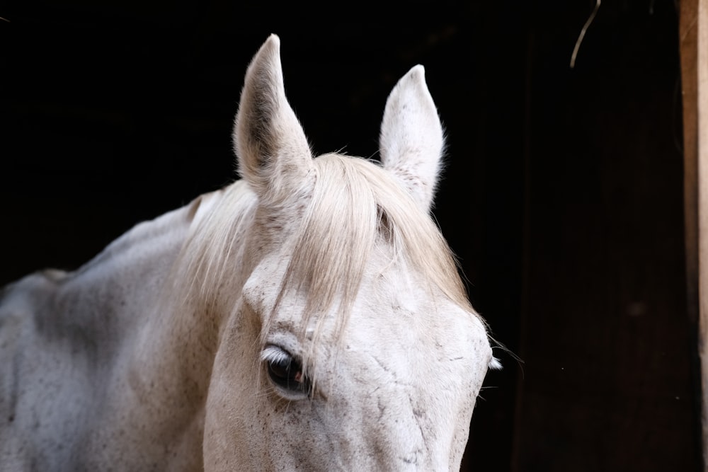 white horse in close up photography