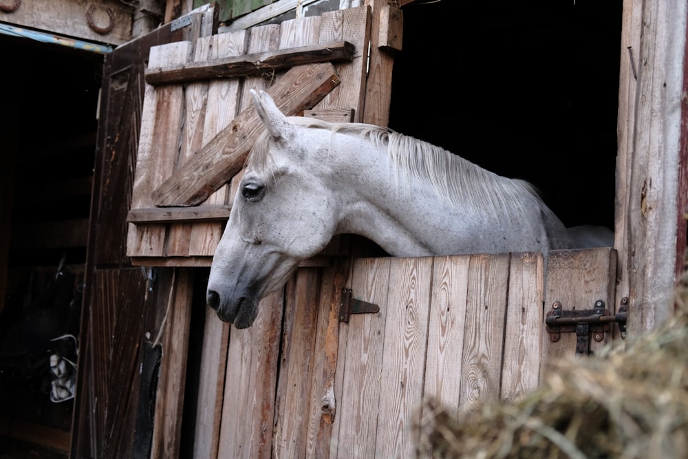 white horse eating grass beside brown wooden fence during daytime