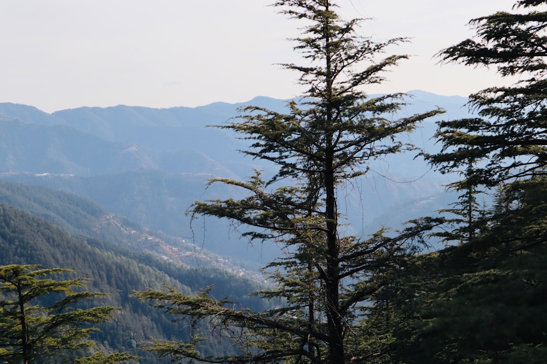 Tropical and subtropical coniferous forests photo spot Shimla Kalka