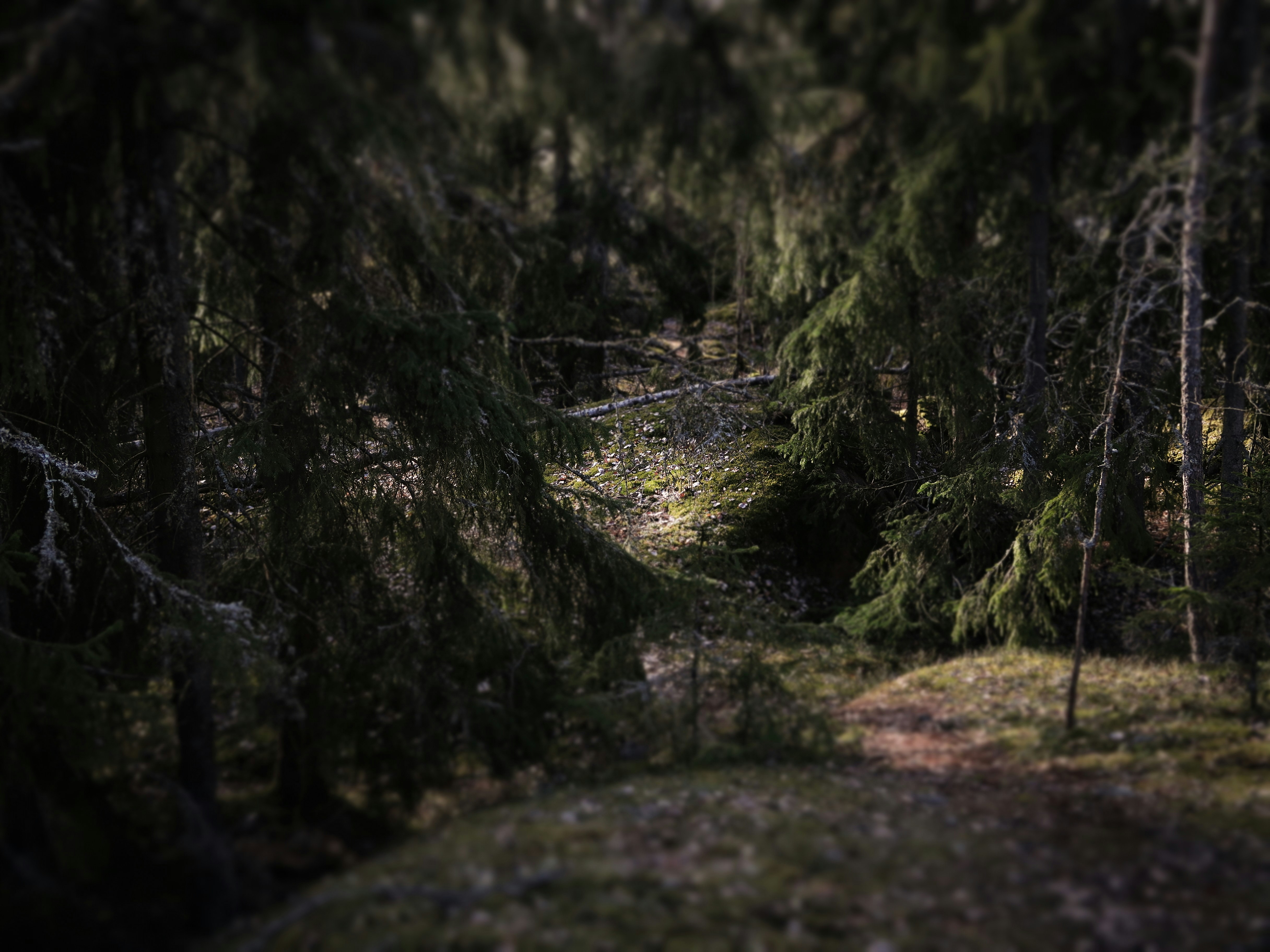 Photo by kerttuperkele