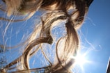 Long strands of brown hair are illuminated by bright sunlight, set against a clear blue sky. The light creates a warm glow on the hair and highlights its texture.