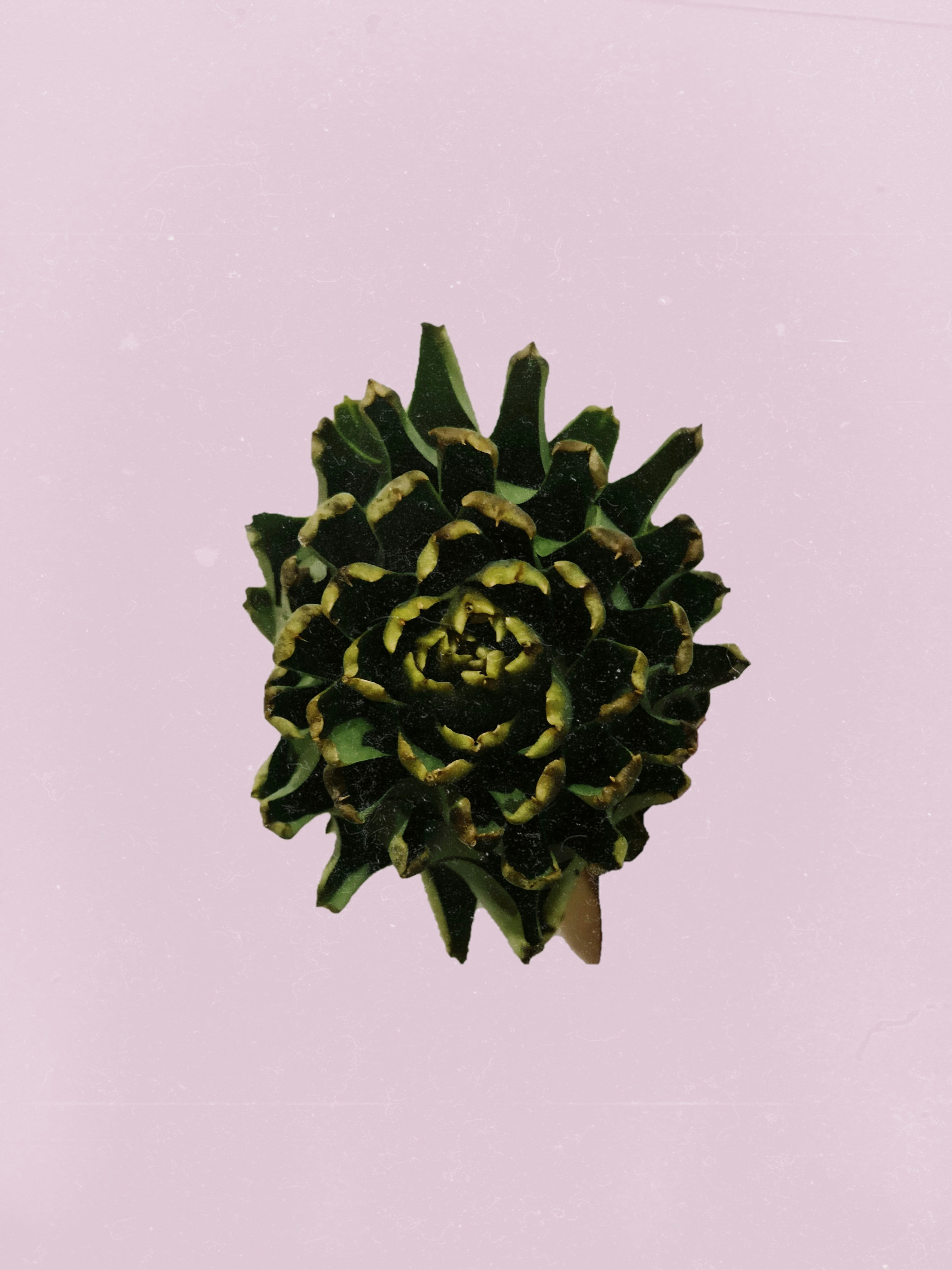 green and black pine cone