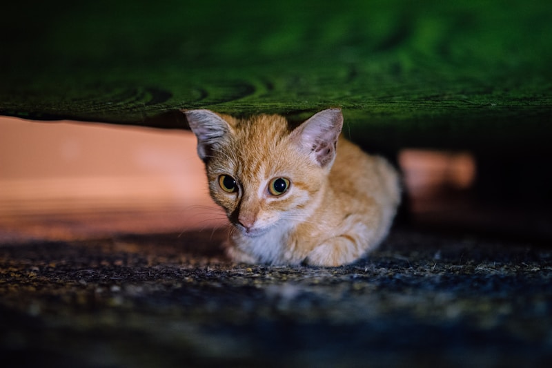 Shelter Kucing Terlantar Jakarta Butuh Bantuan