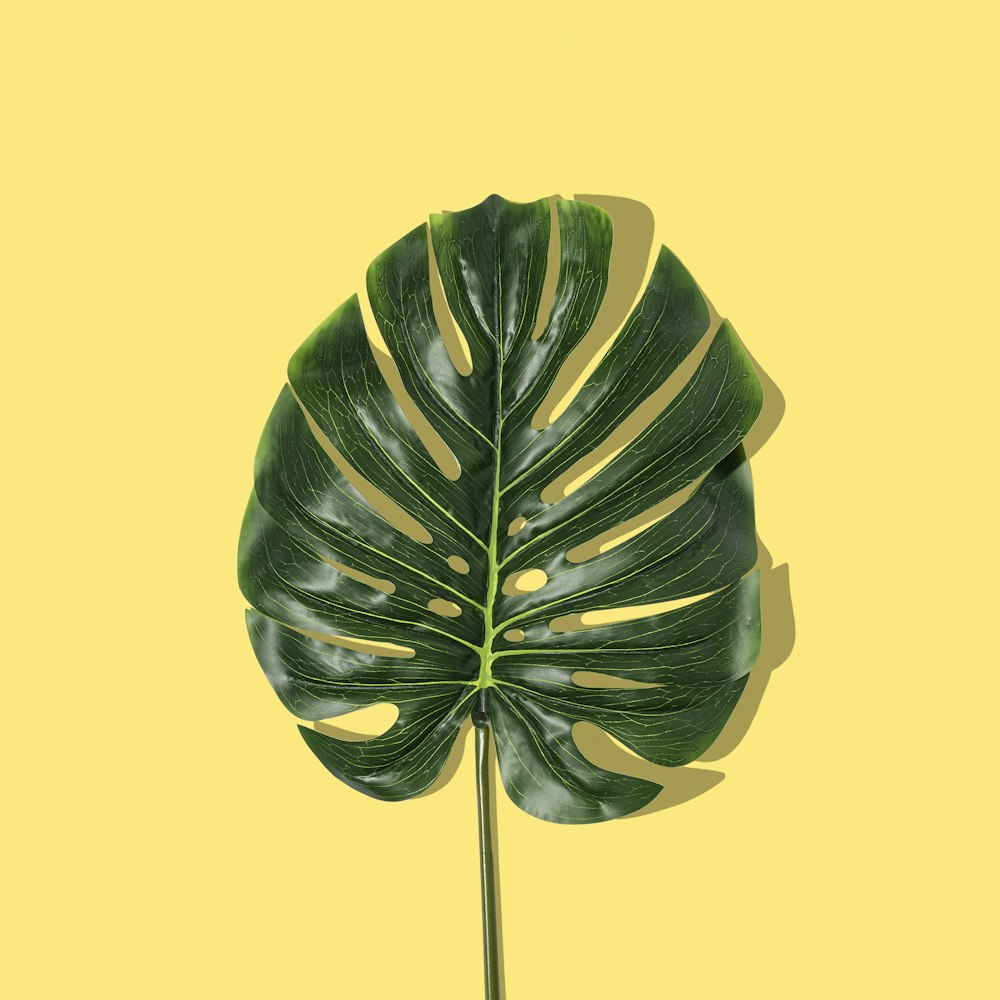 green leaf on yellow background