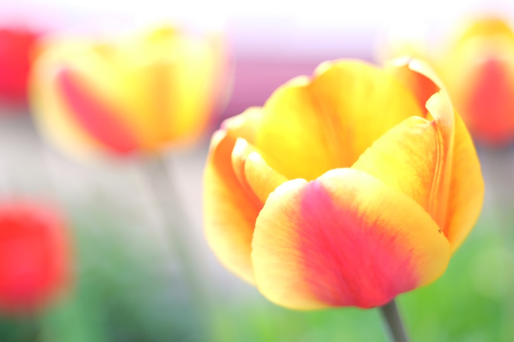 yellow flower in tilt shift lens