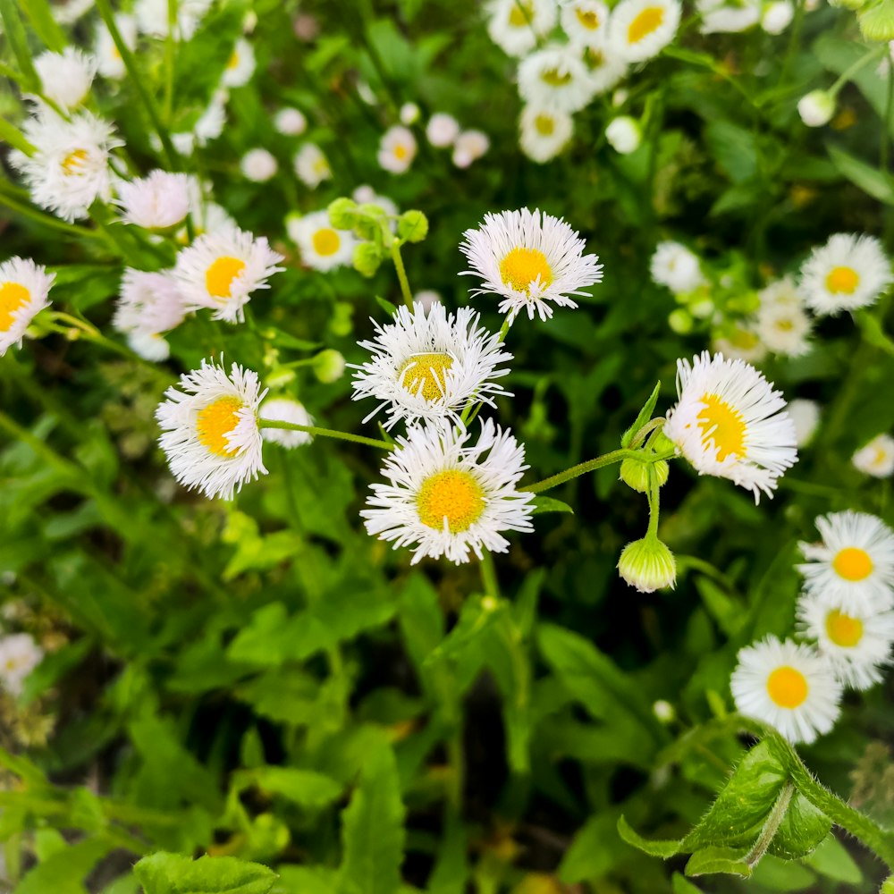 white and yellow flowers in tilt shift lens