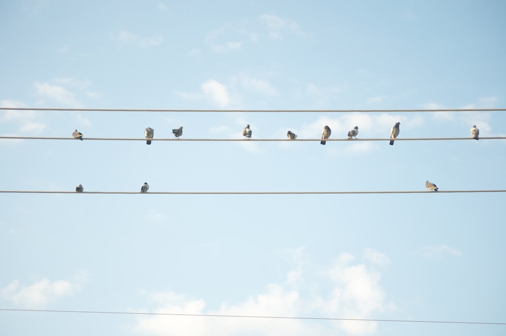 flock of birds on wire under white clouds