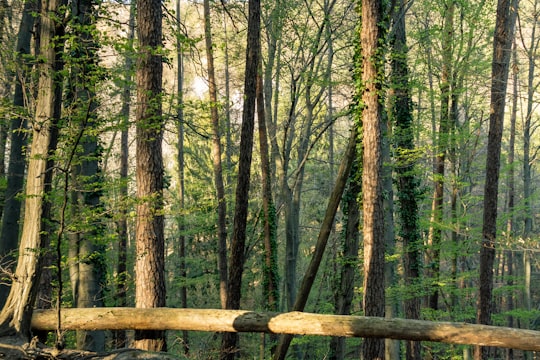 green trees on forest during daytime in Velem Hungary