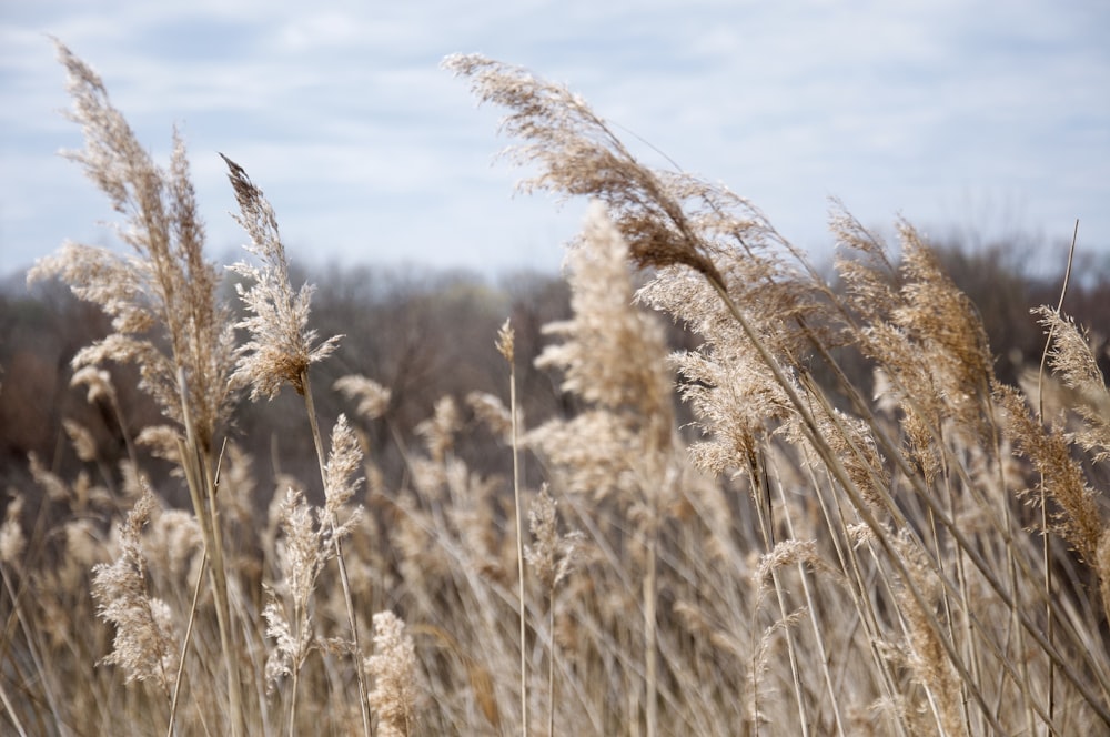 Campo de trigo marrón bajo el cielo azul durante el día