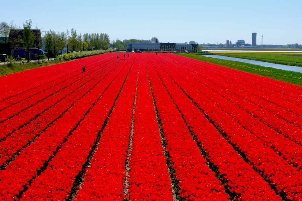 red flower field during daytime