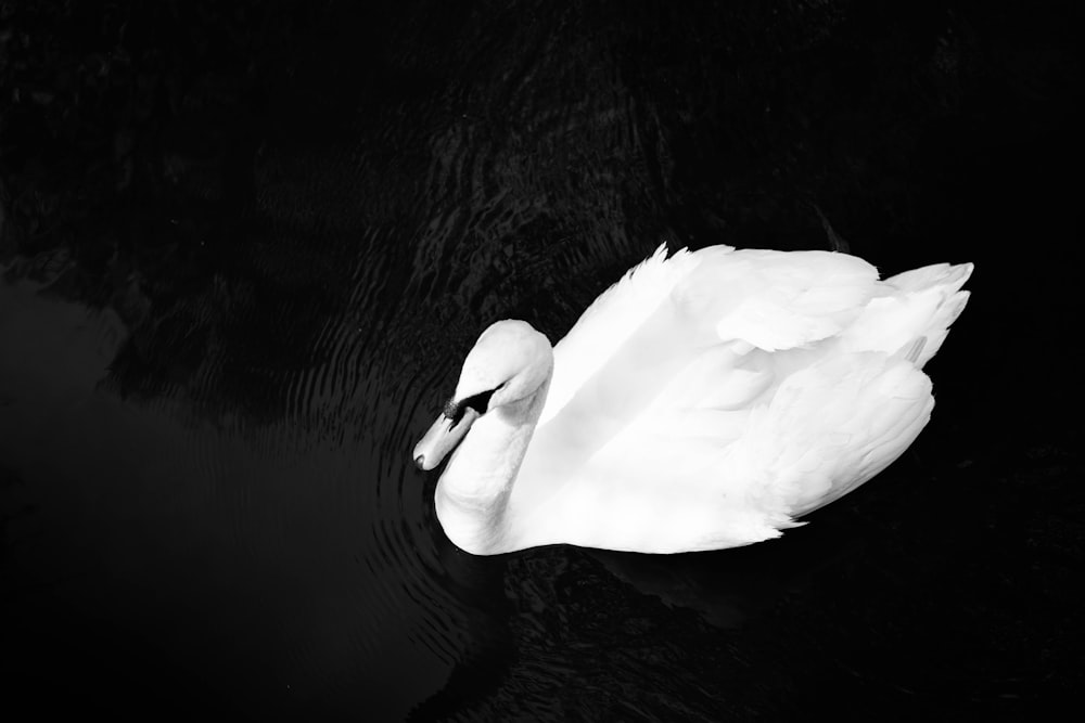 Weißer Schwan auf dem Wasser in der Graustufenfotografie