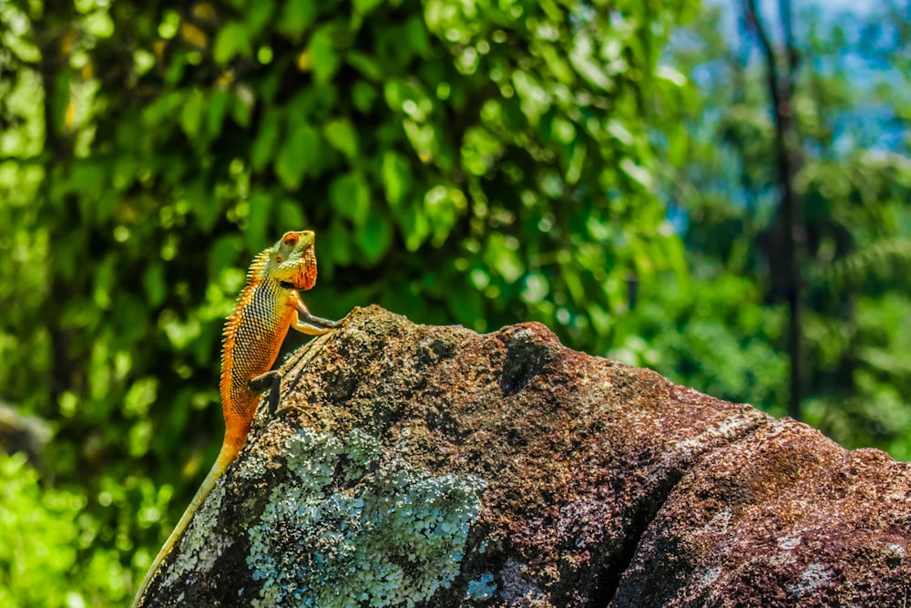 orange and green bearded dragon on gray rock