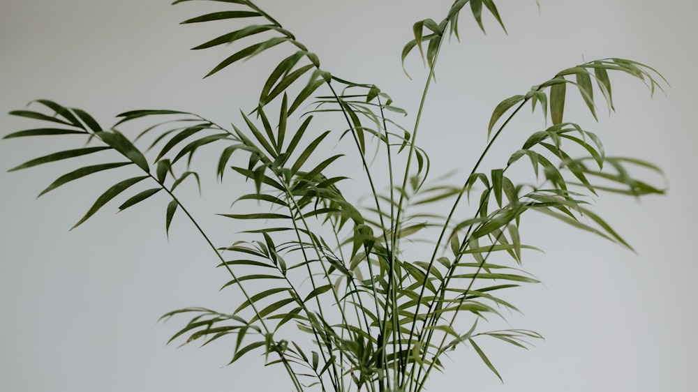 green plant under white sky