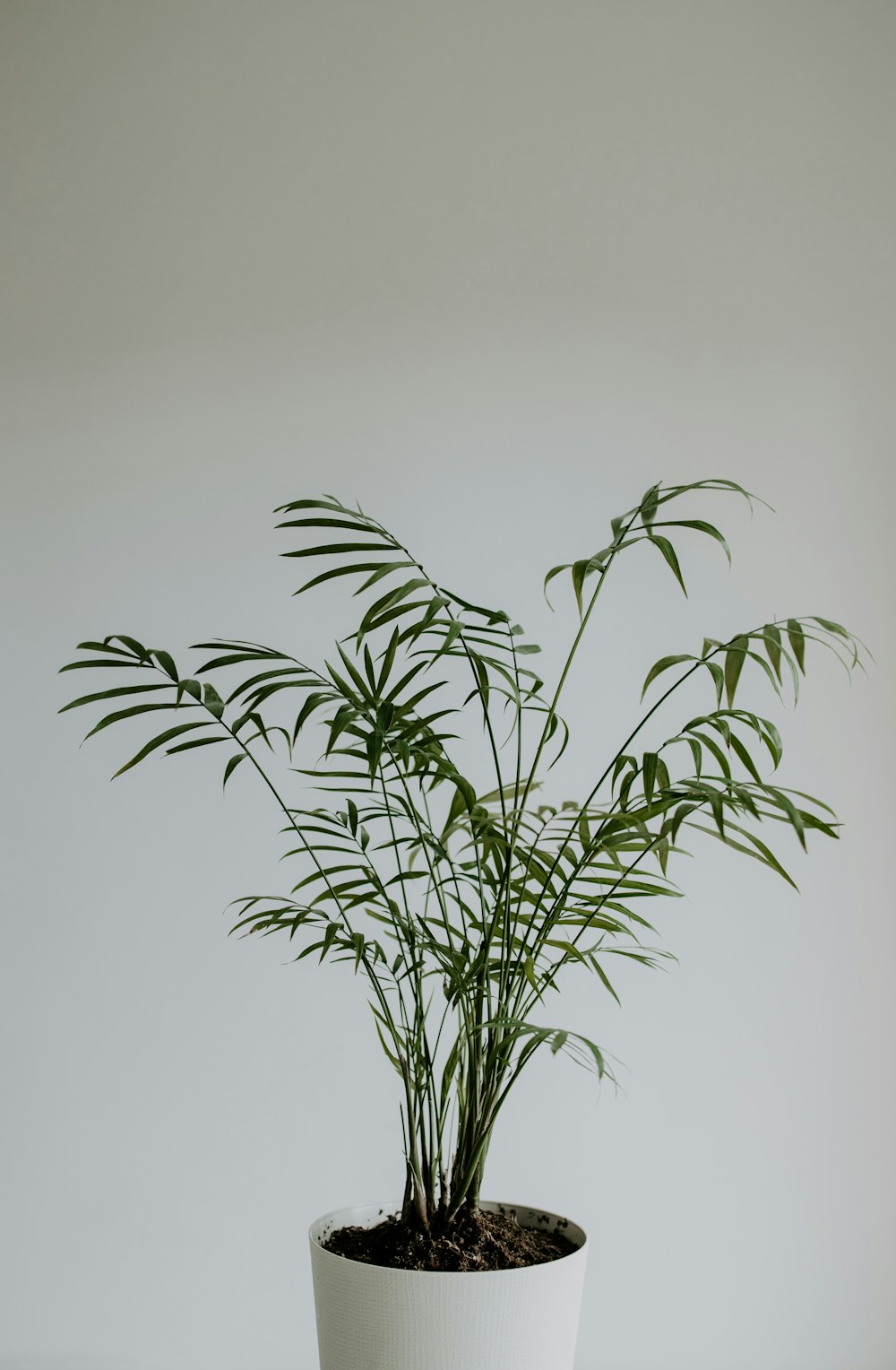 green plant on white background