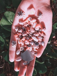 A hand holding an assortment of small, colorful seashells and a few pieces of sea glass. The shells vary in size, shape, and color, featuring shades of pink, white, and brown. The background includes green leaves, providing a natural setting.