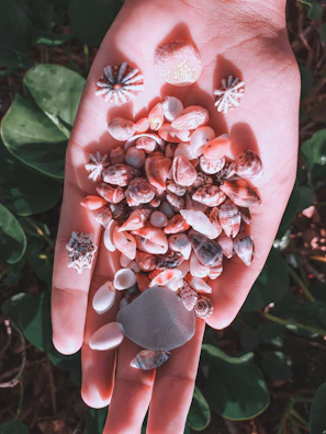 Hands holding a set of colorful búzios shells used for divination