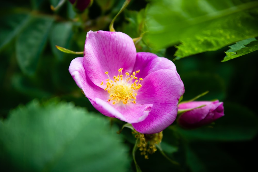 pink flower in tilt shift lens