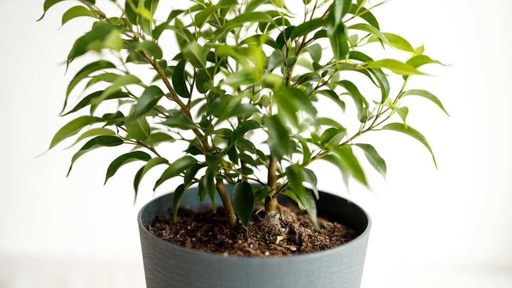 green plant on white pot