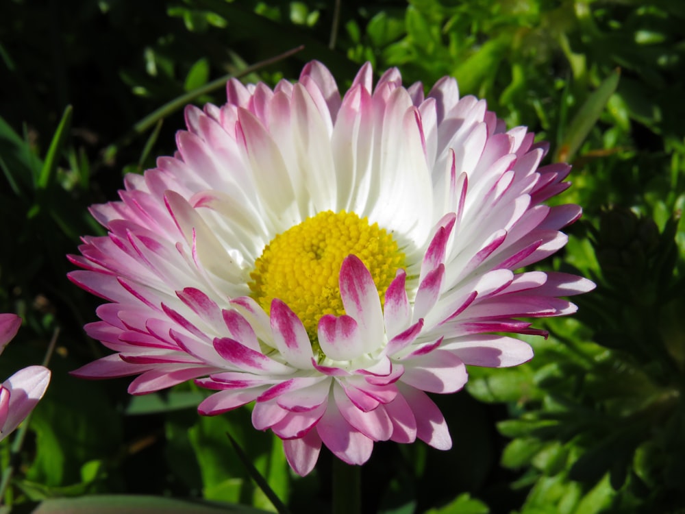 pink and white flower in macro lens photography