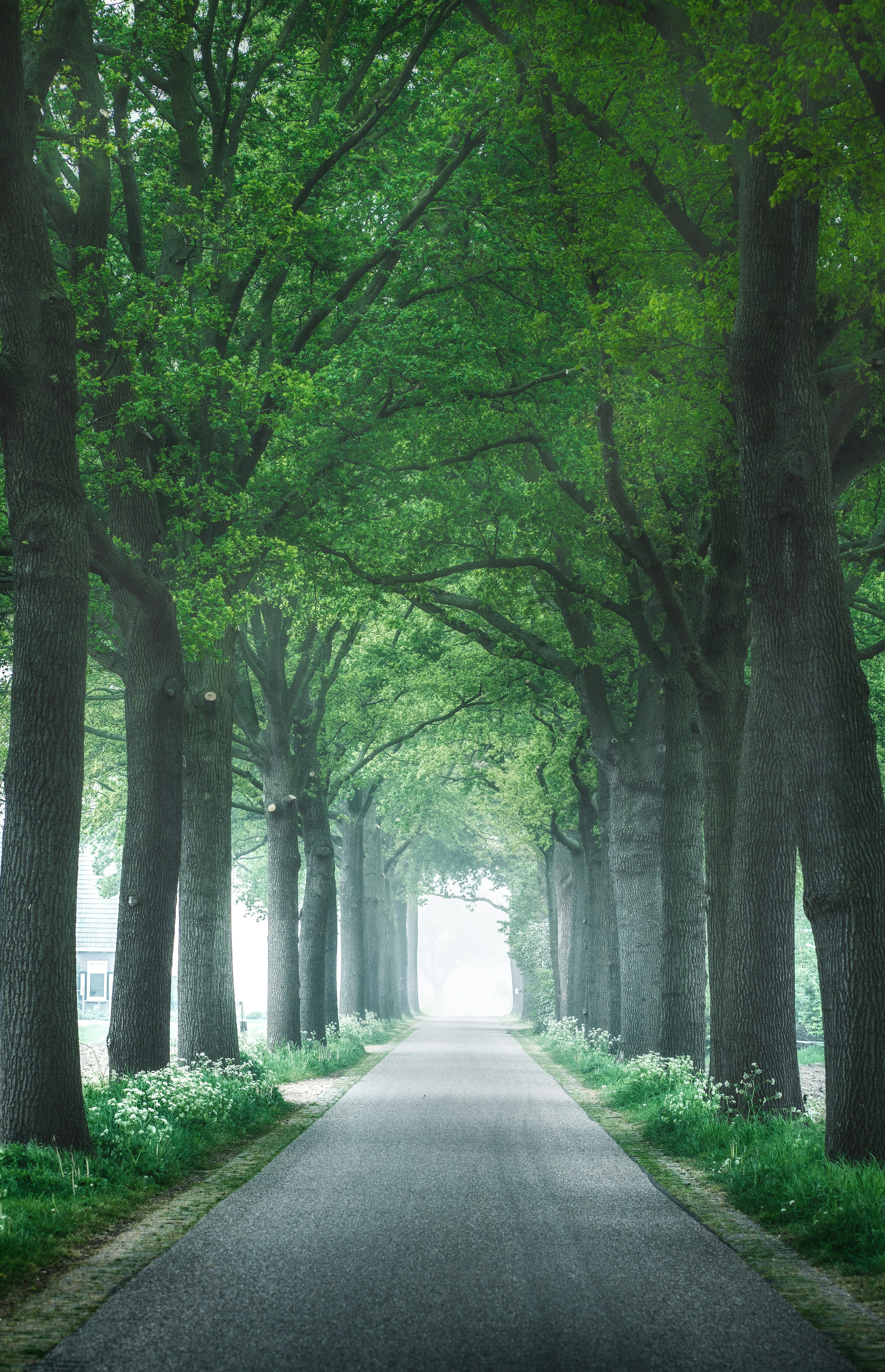 gray concrete pathway between green trees during daytime