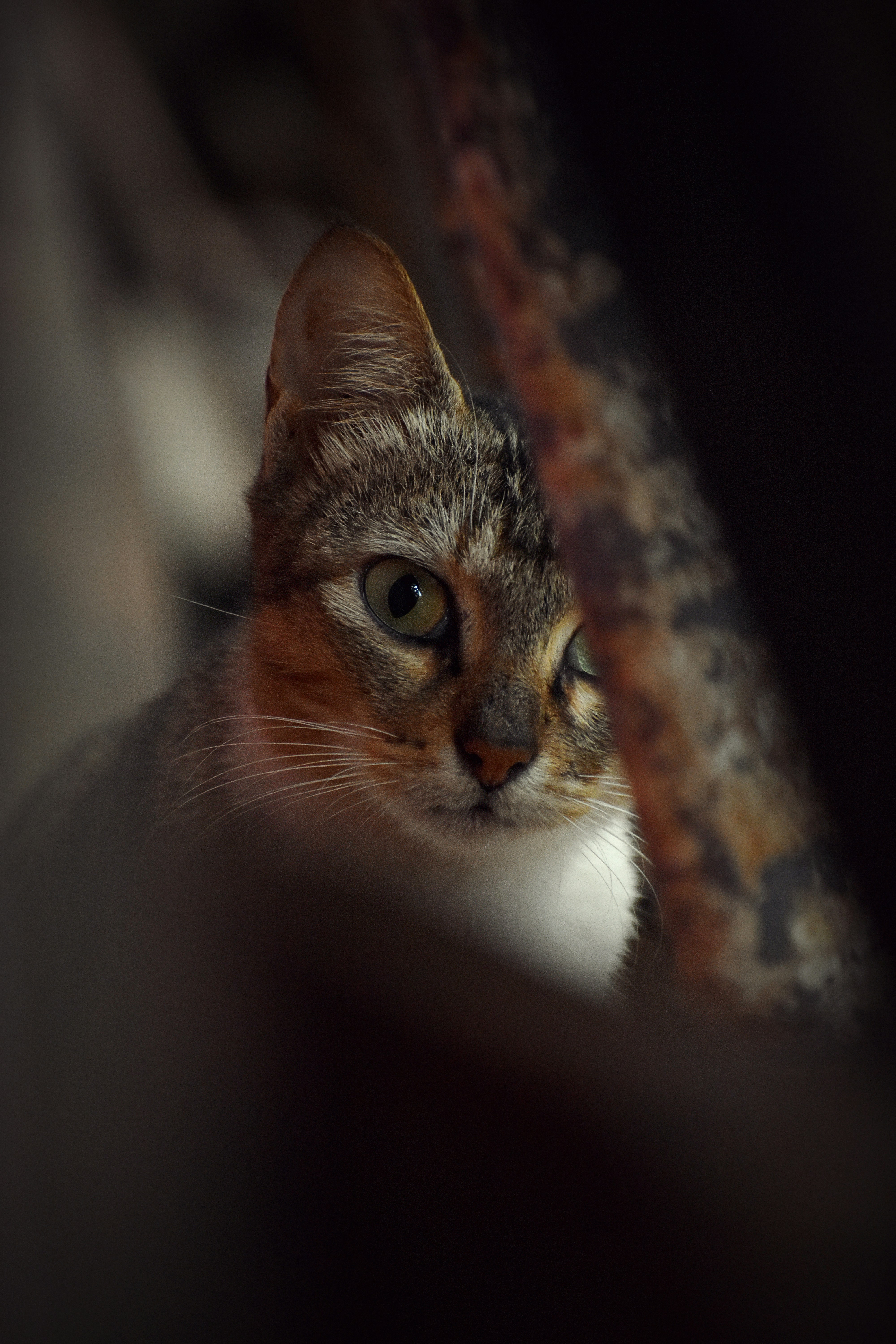 Photo by rajeshrajx8