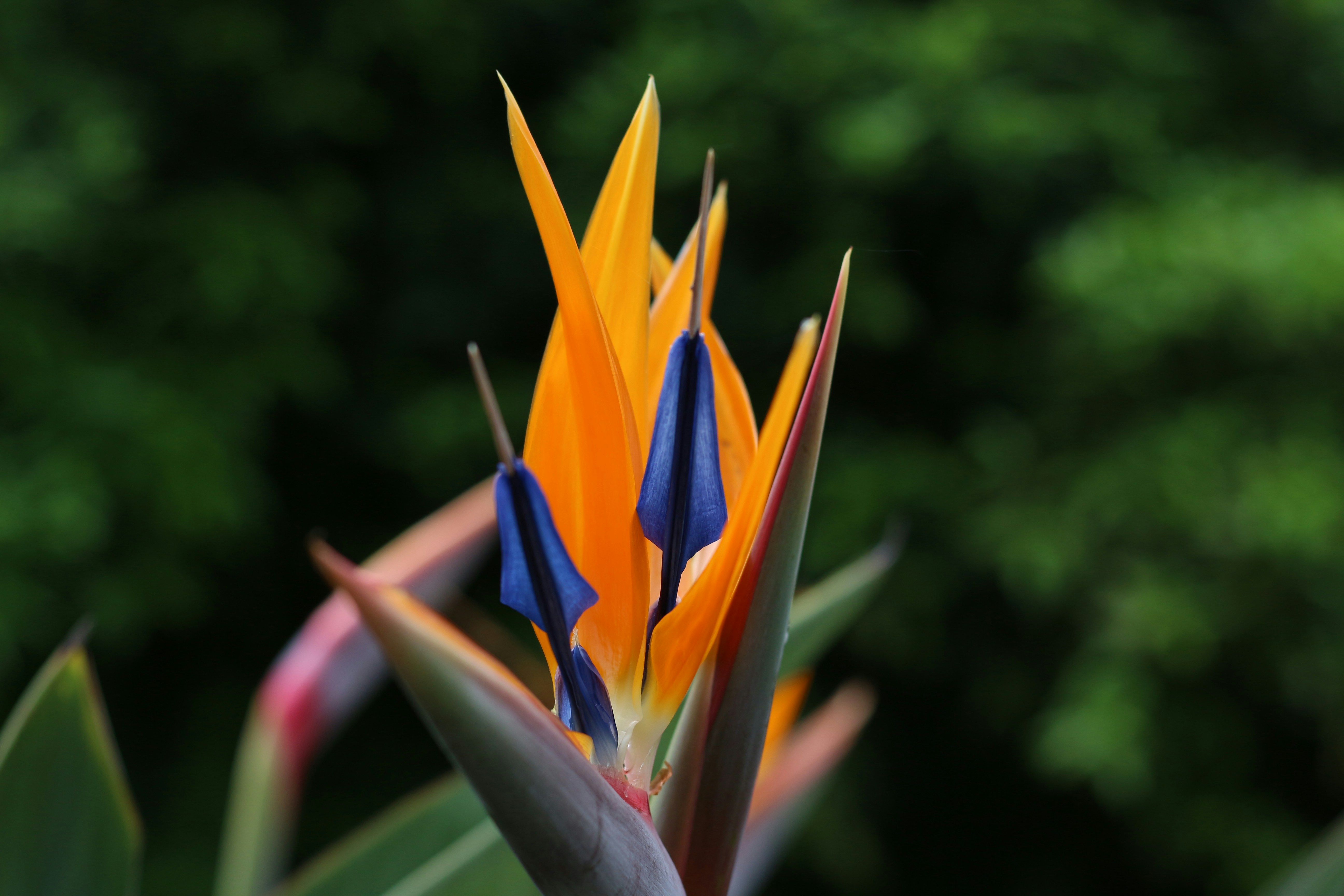 Bird of Paradise flower