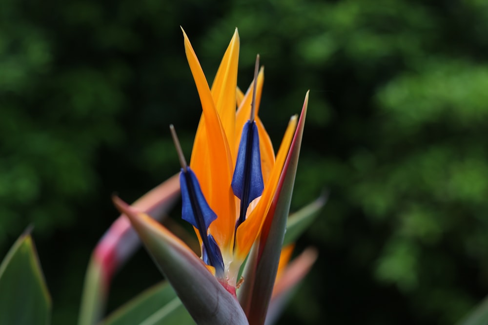 yellow blue and red birds of paradise flower
