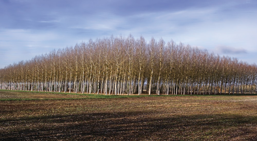 brown trees on green grass field under white clouds and blue sky during daytime