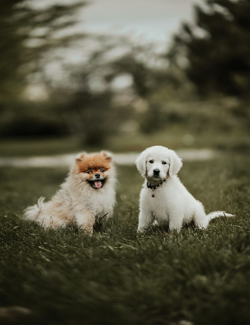 white long coated dog on green grass field during daytime