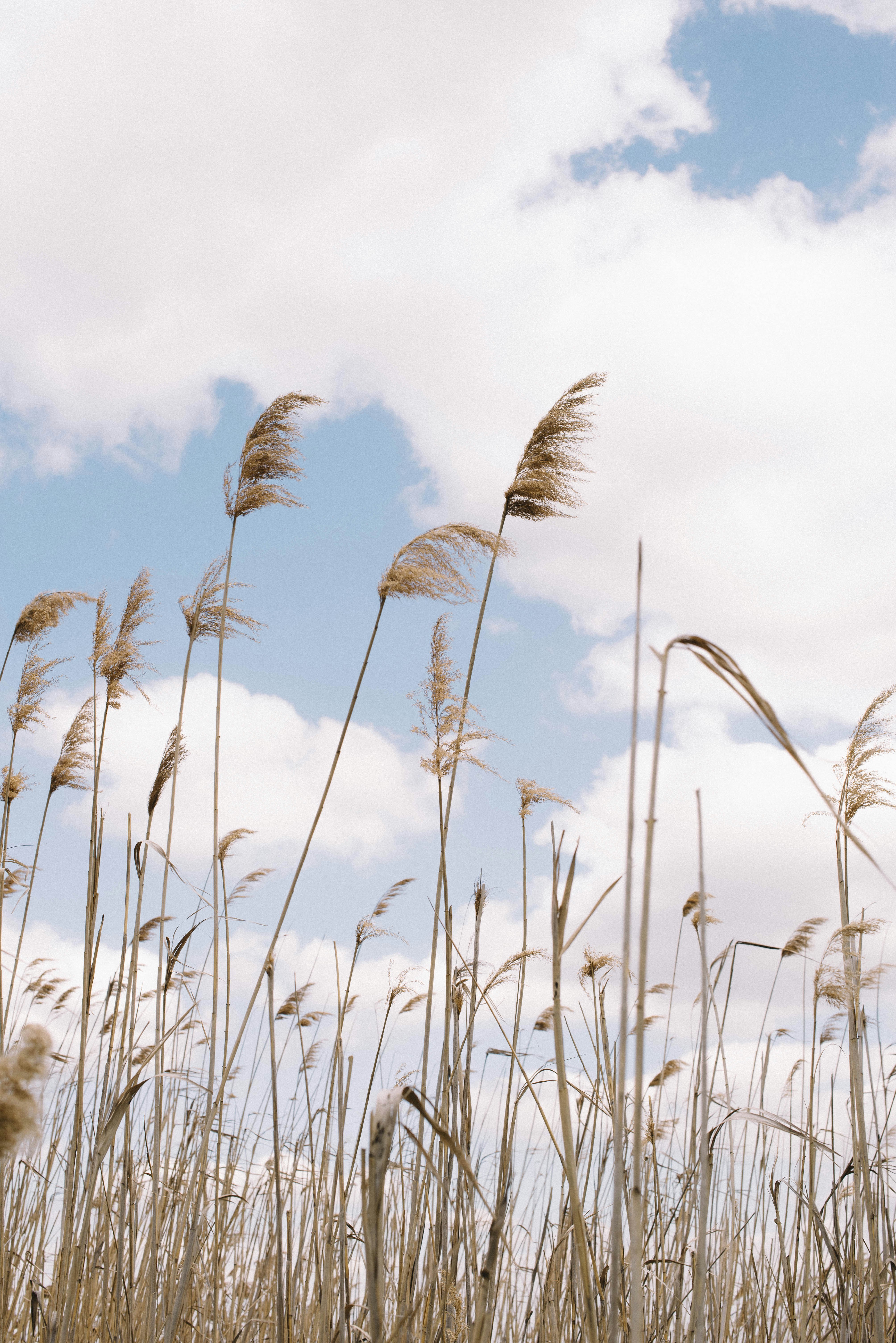 brown wheat field during daytime