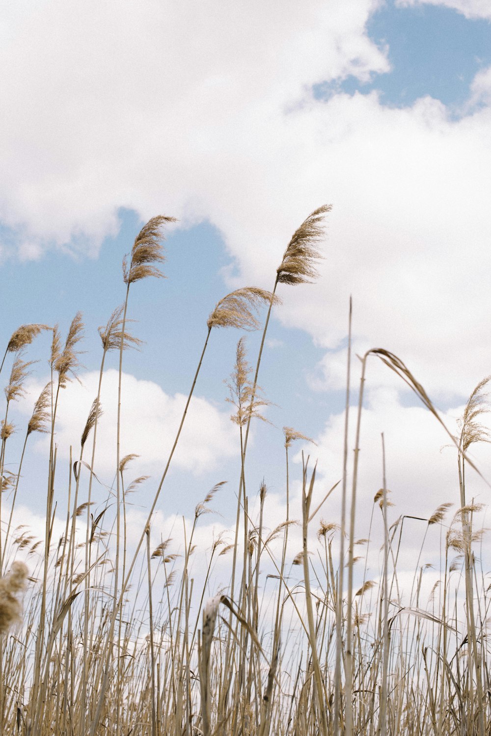 brown wheat field during daytime