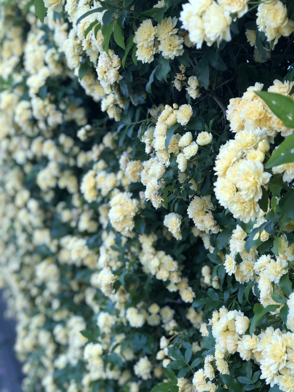 flores blancas con hojas verdes