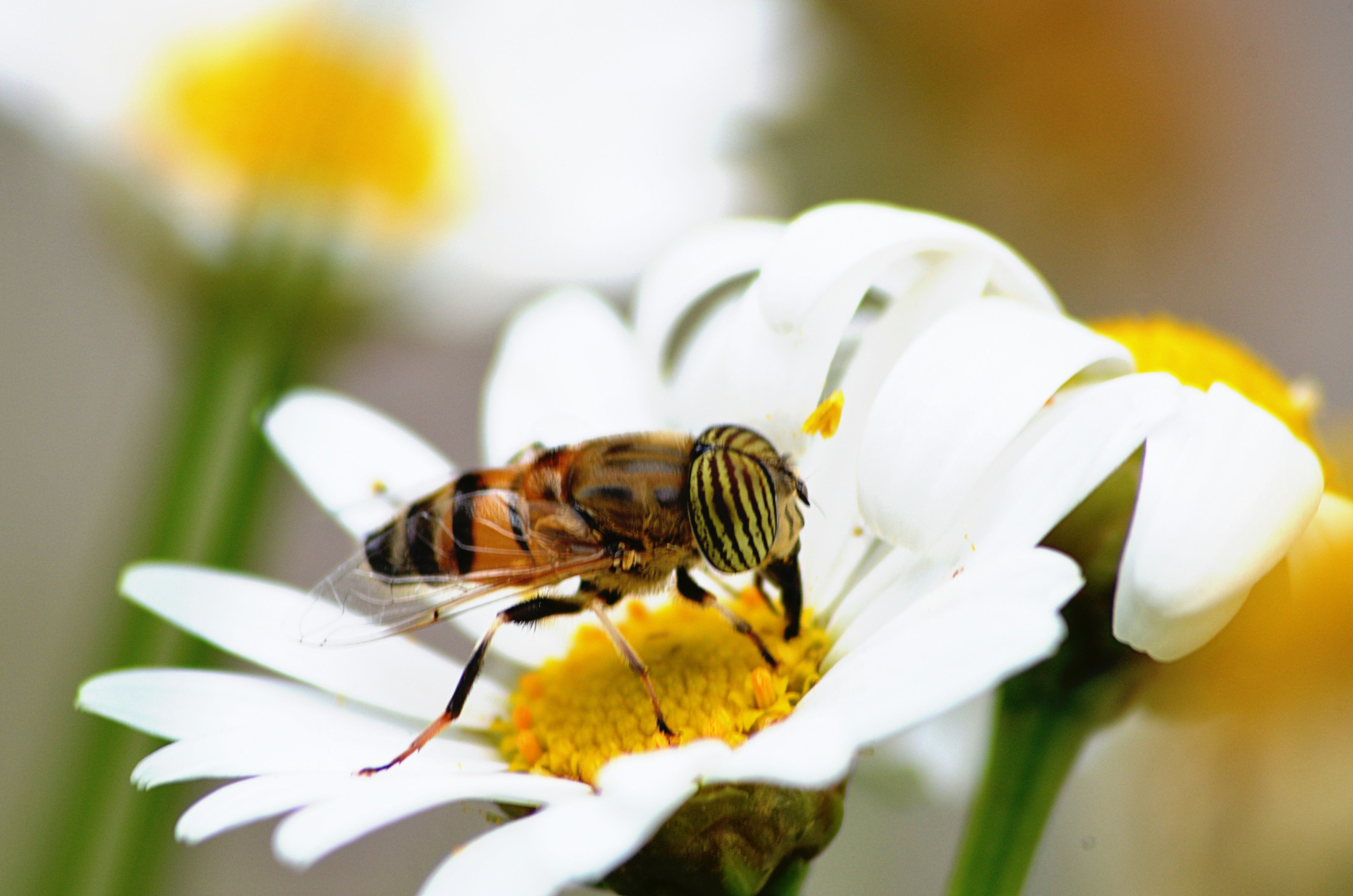 Photo by soufiane_photo_focus