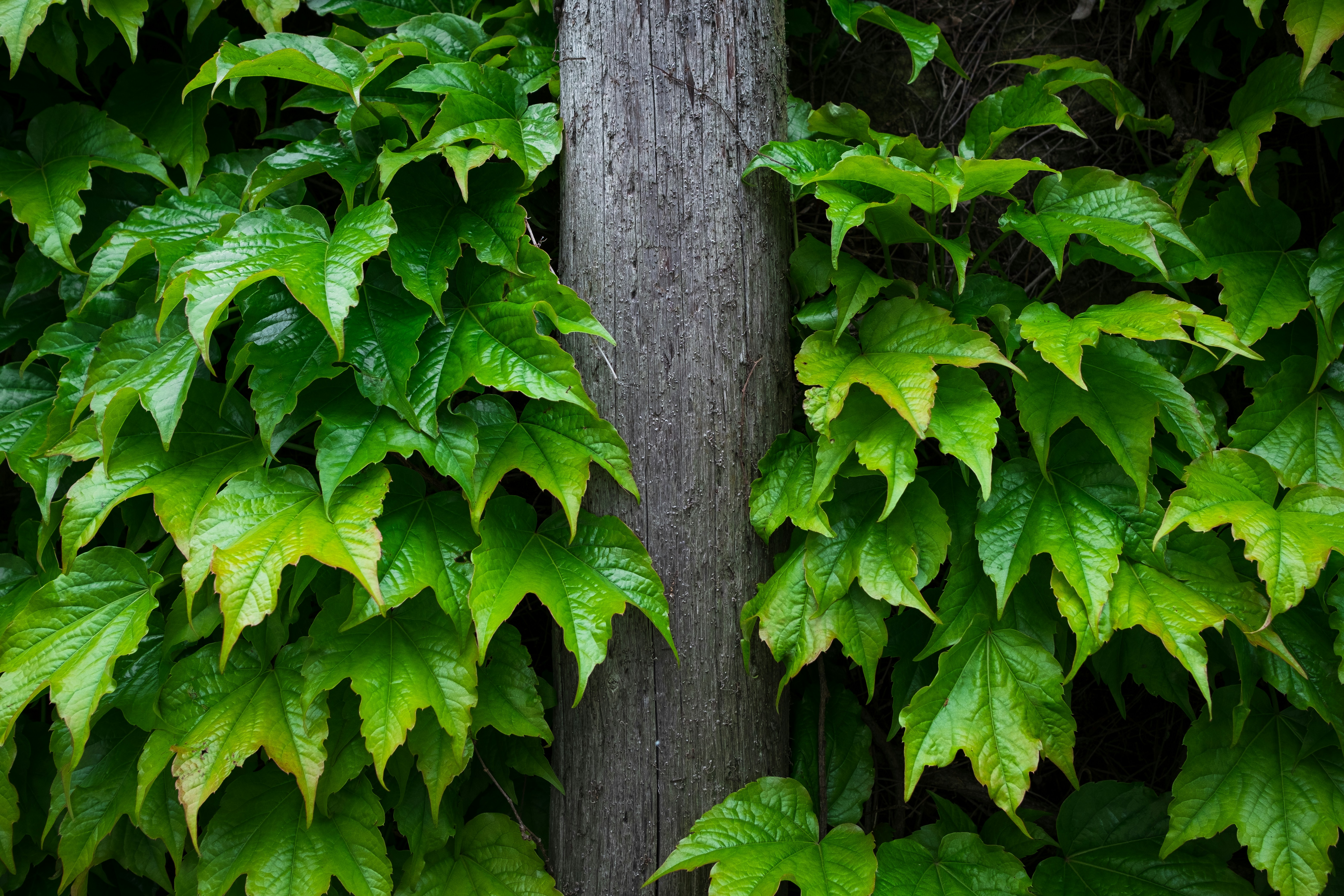 Photo by jonah_mucchiutti