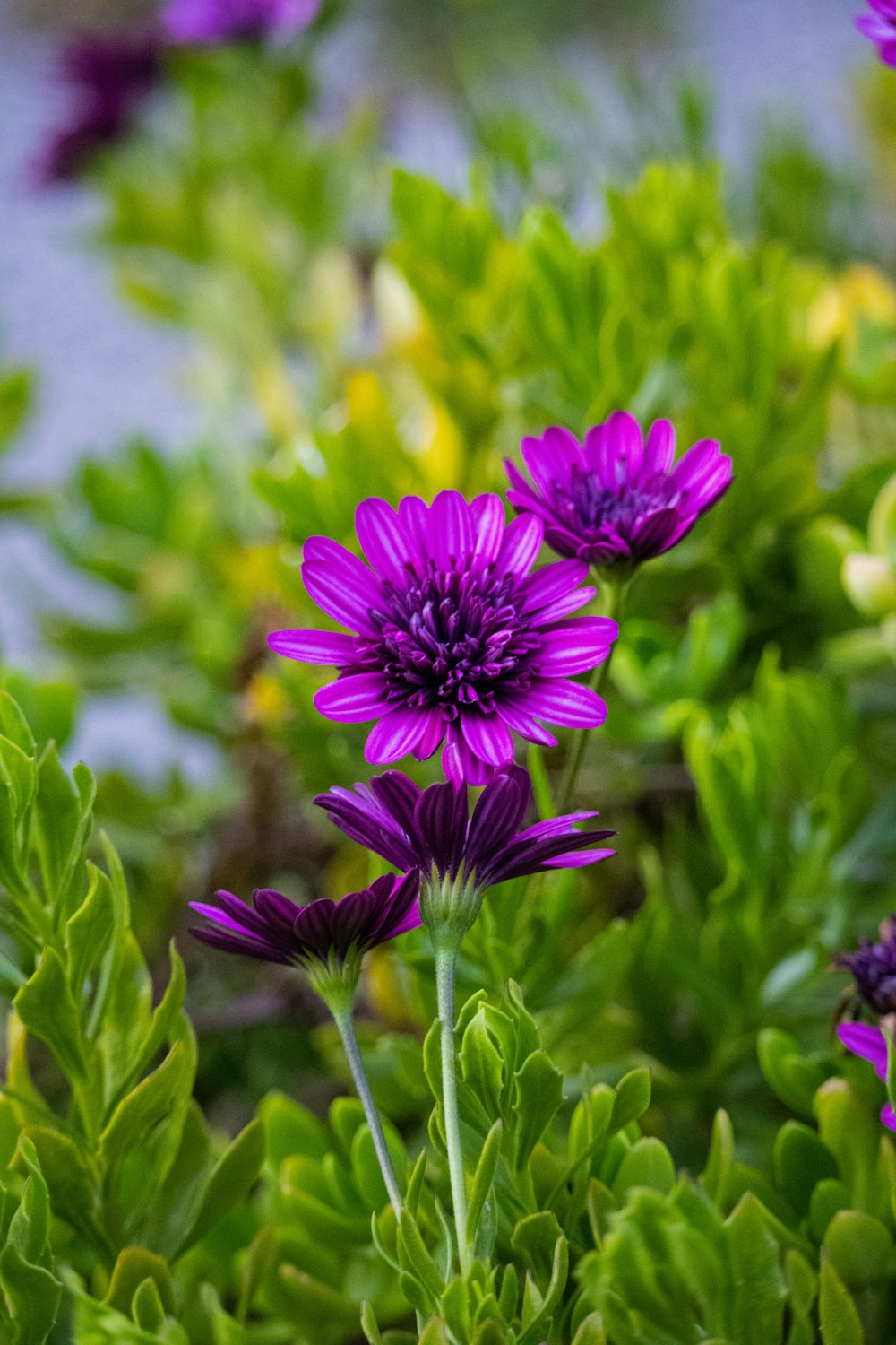 purple flower in tilt shift lens