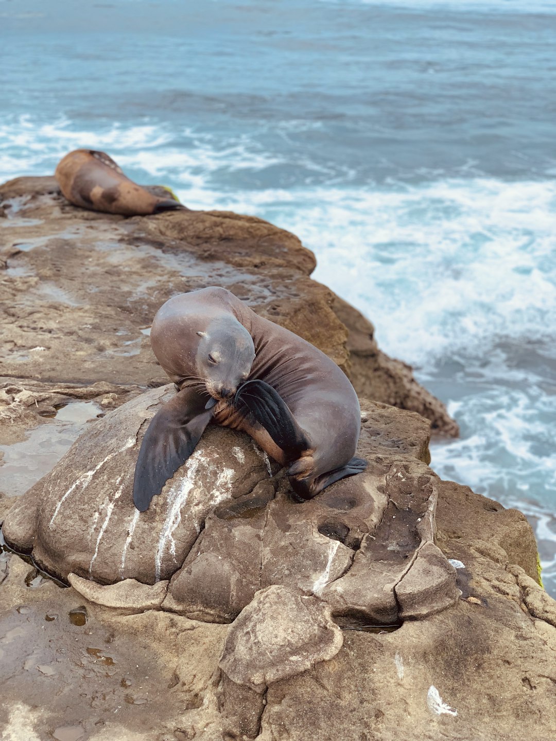 Wildlife photo spot San Diego La Jolla Cove