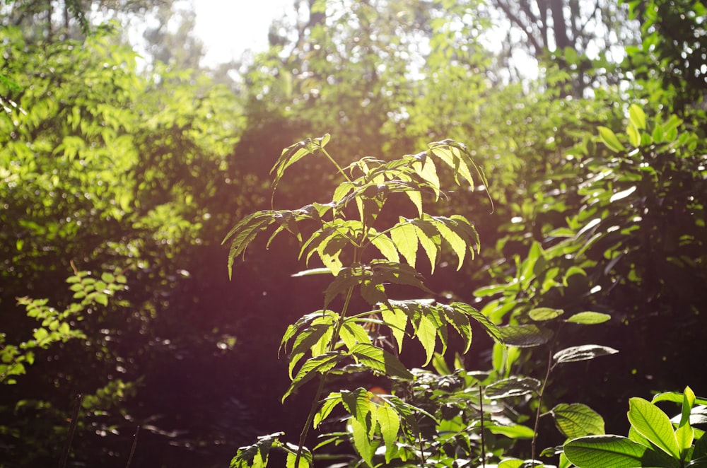 green leaves on forest during daytime