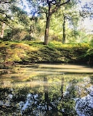 A serene forest landscape showcasing vibrant greenery.