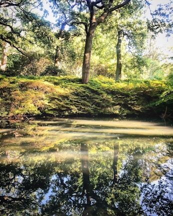 A serene forest landscape showcasing vibrant greenery.