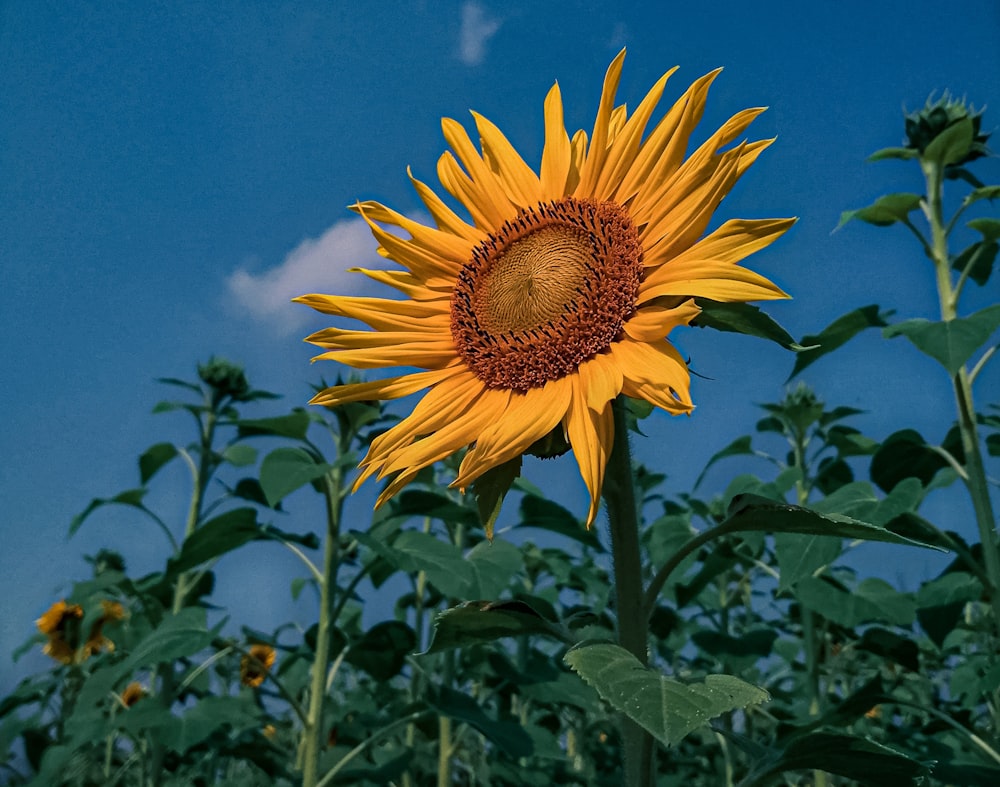 gelbe Sonnenblume unter blauem Himmel tagsüber