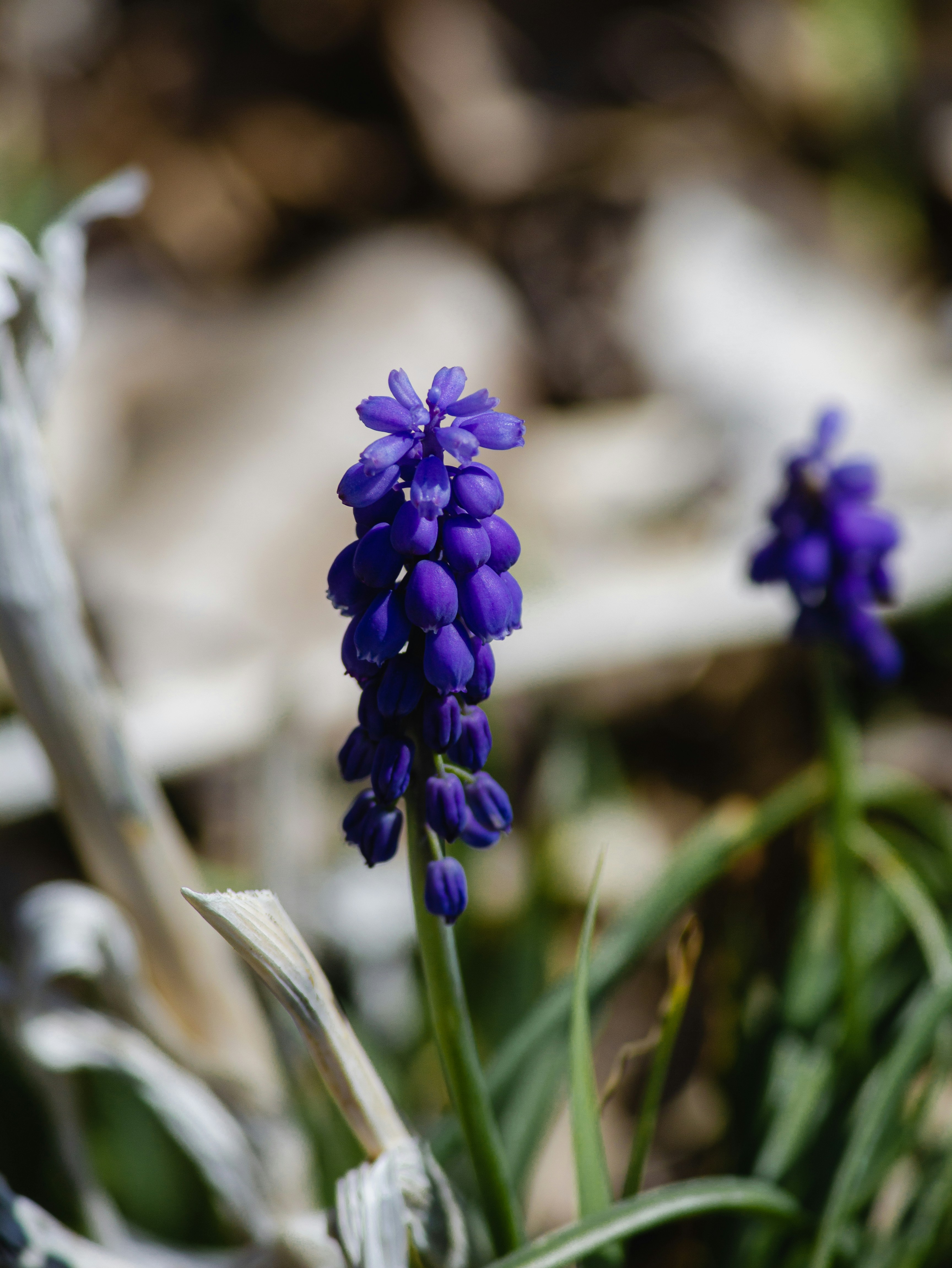 purple flower in tilt shift lens