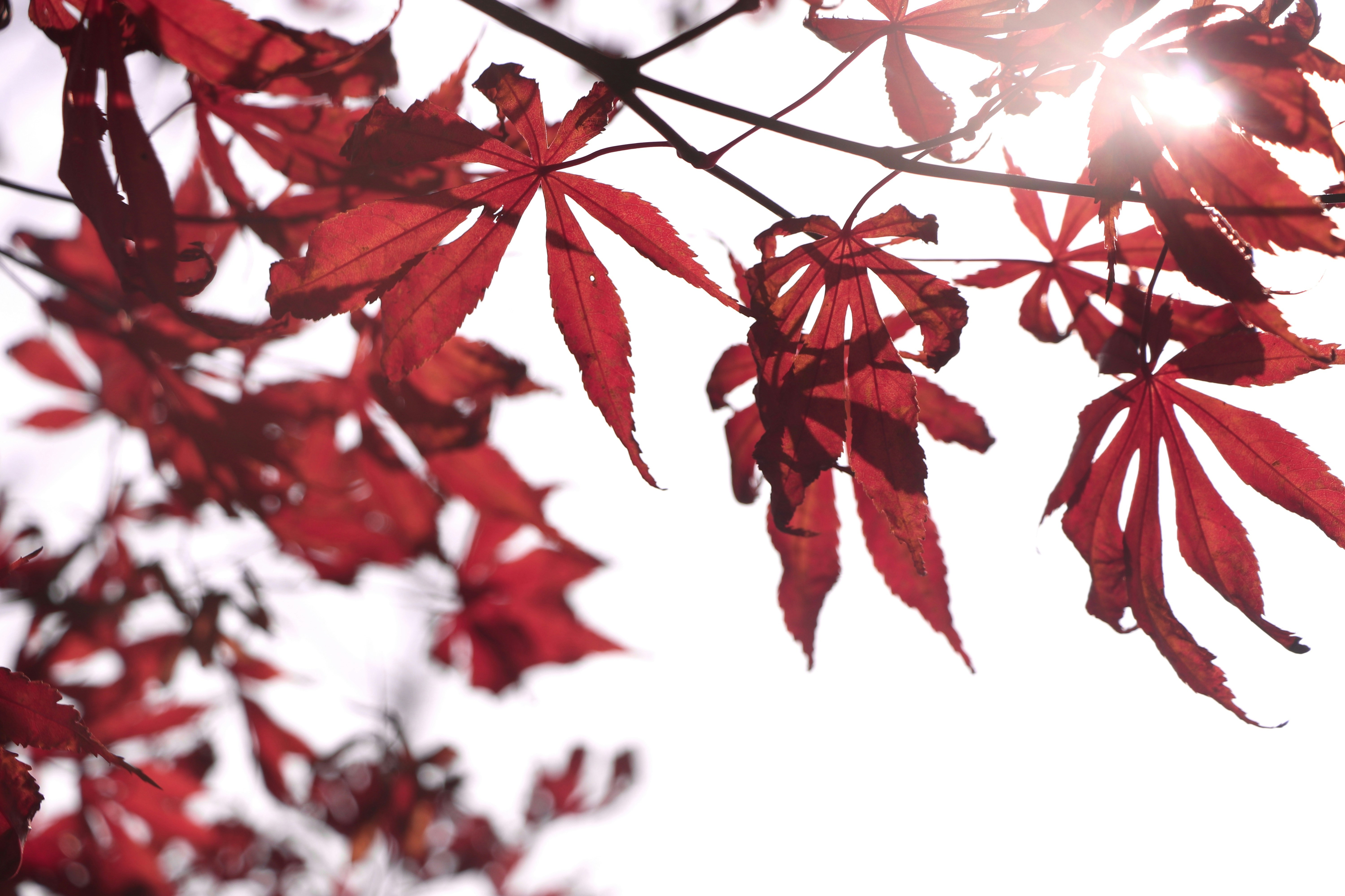 Photo by sunriseking