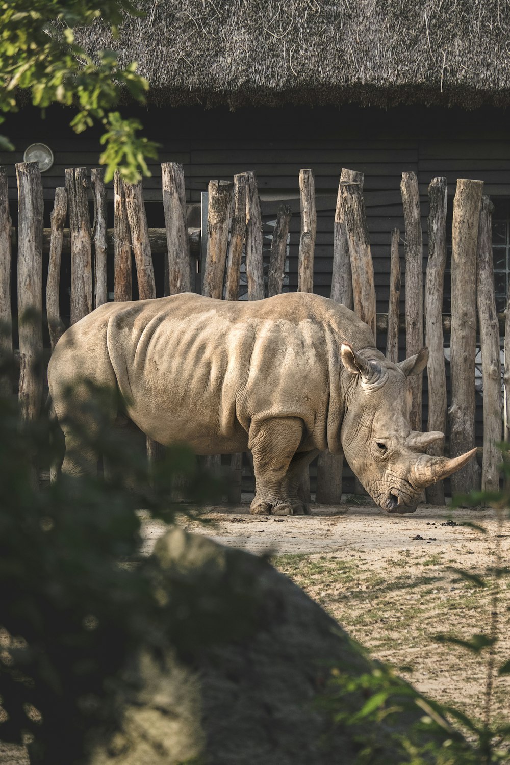 Rhinocéros brun sur une friche pendant la journée