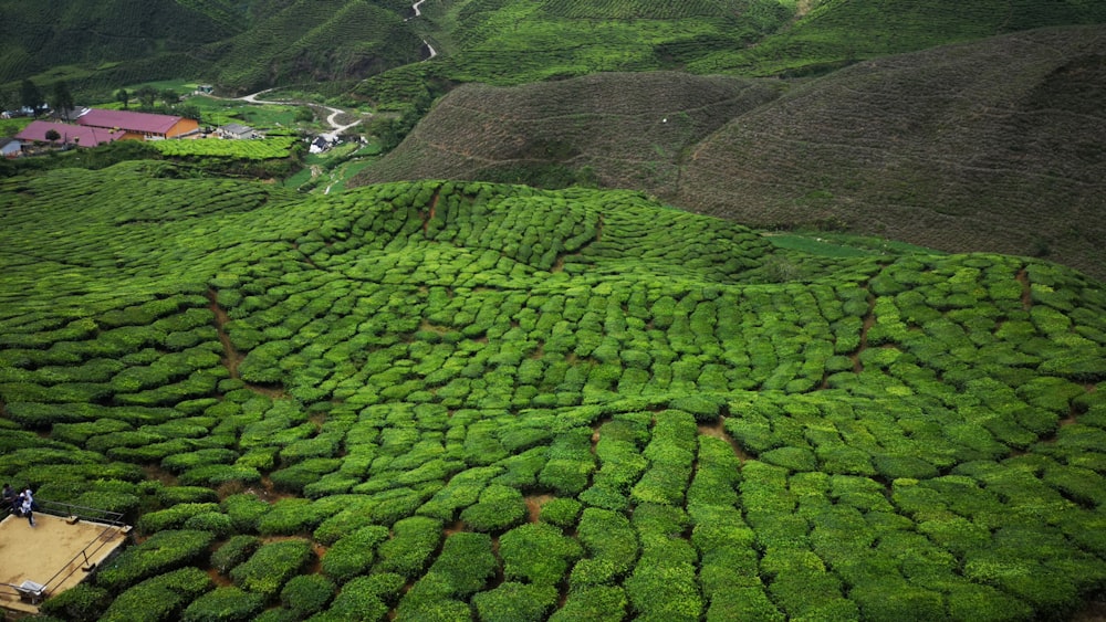 aerial view of green grass field