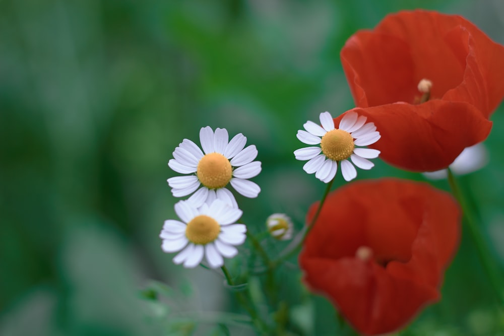 white and orange flower in tilt shift lens