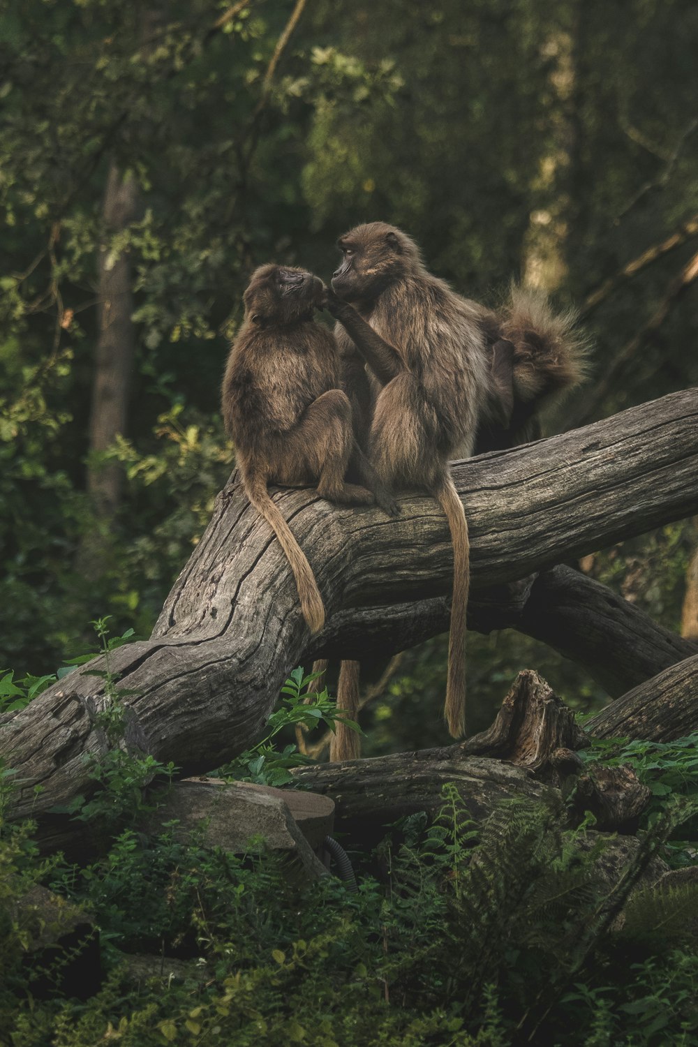 brown monkey on brown tree branch during daytime